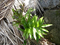 Microsorum pustulatum howense