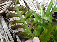 Microsorum pustulatum howense