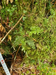 Trichomanes strictum