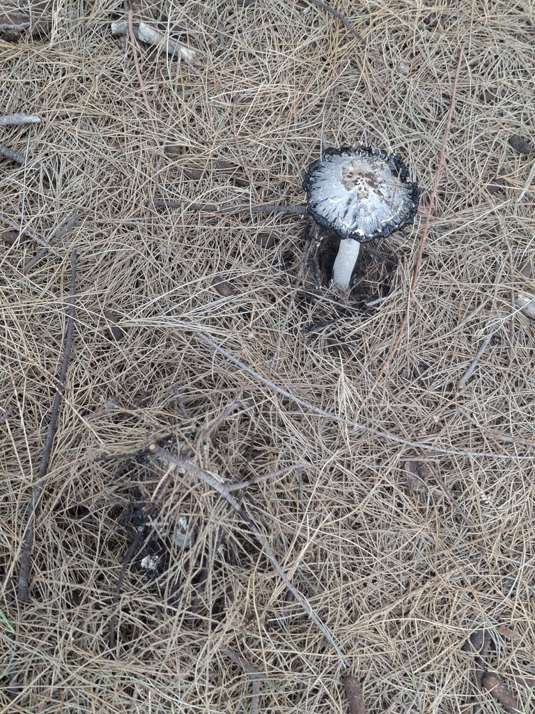 Coprinus comatus · September 2025 · photo: © jupal04 (iNaturalist, cc-by)