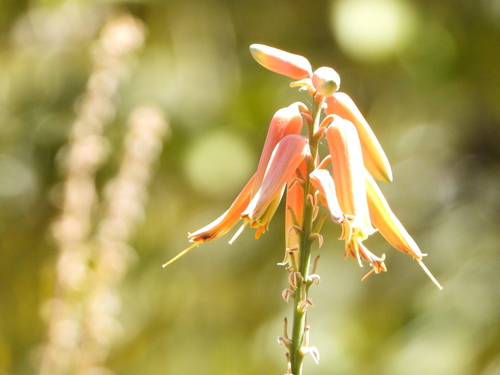 Aloe massawana, photograph 3