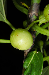 Ficus grevei