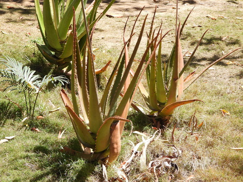 Aloe massawana, photograph 2