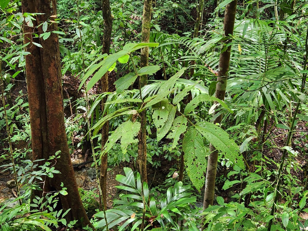 Kairoa villosa (Kairoa villosa)