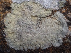 Pertusaria flavicans
