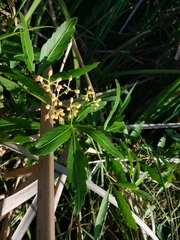 Cissus palmata