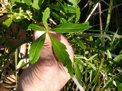 Cissus palmata