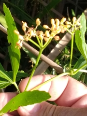 Cissus palmata