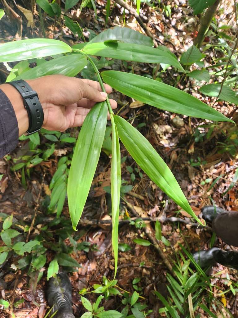Bush Cane (Flagellaria indica)