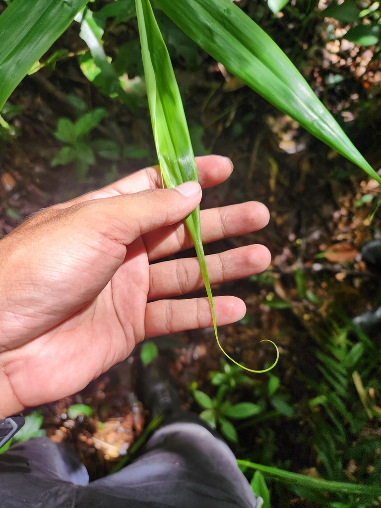 Flagellaria indica (Flagellaria indica)