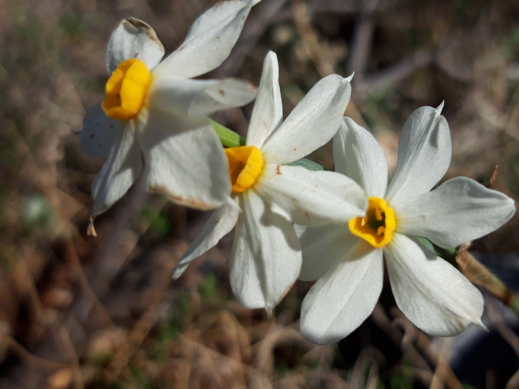 Thủy tiên – Narcissus tazetta