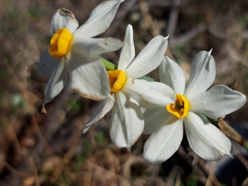 Narcissus tazetta