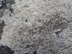 Pertusaria pseudocorallina