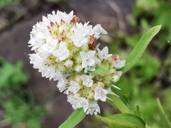 Edrastima goreensis