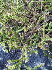 Cullumia reticulata