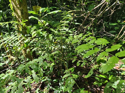 Polyscias spectabilis observed 2025-09-10