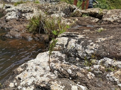 Edrastima goreensis