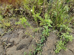 Edrastima goreensis