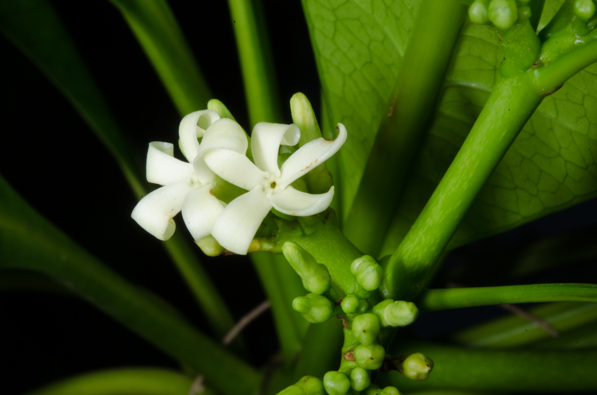 Ochrosia oppositifolia