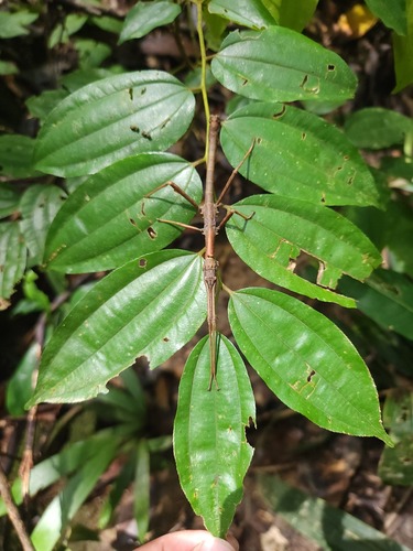 Ziziphus angustifolia observed 2025-09-10