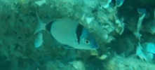 Diplodus vulgaris