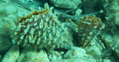 Pinna rudis