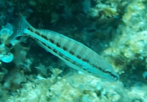 Serranus cabrilla