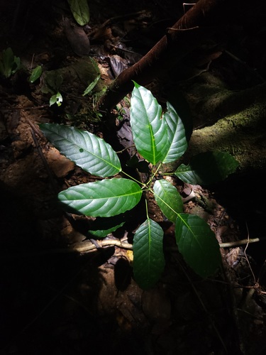 Pimelodendron amboinicum observed 2025-09-10