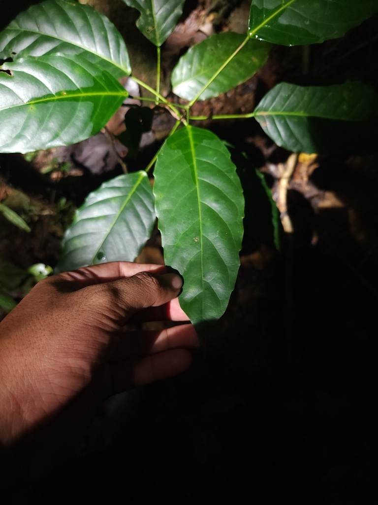 Pimelodendron amboinicum (Pimelodendron amboinicum)