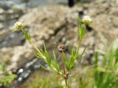 Edrastima goreensis