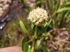 Edrastima goreensis