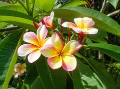 Plumeria tuberculata