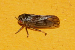 Oncopsis flavicollis