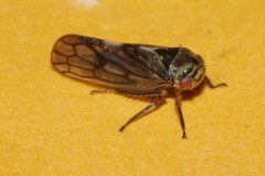 Oncopsis flavicollis