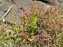 Lythraceae