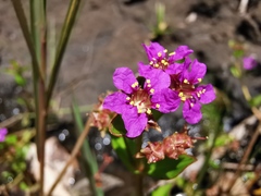 Lythraceae