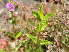 Lythraceae