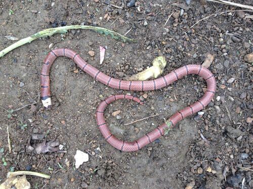 Guangxi Coral Snake