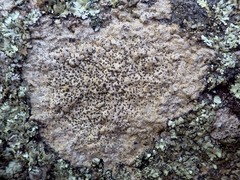 Buellia subdisciformis