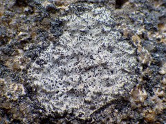 Buellia subdisciformis