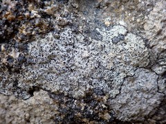 Buellia subdisciformis