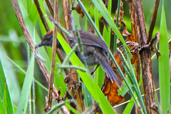 Synallaxis albigularis