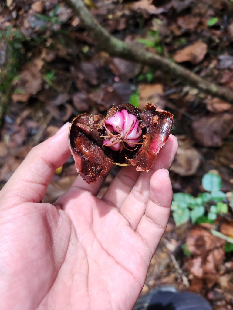 Dillenia papuana