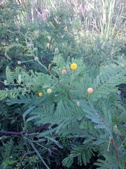 Vachellia aroma