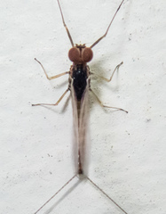 Baetis bicaudatus
