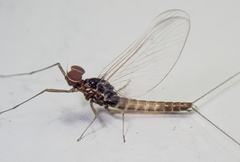 Baetis bicaudatus