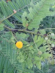Vachellia aroma