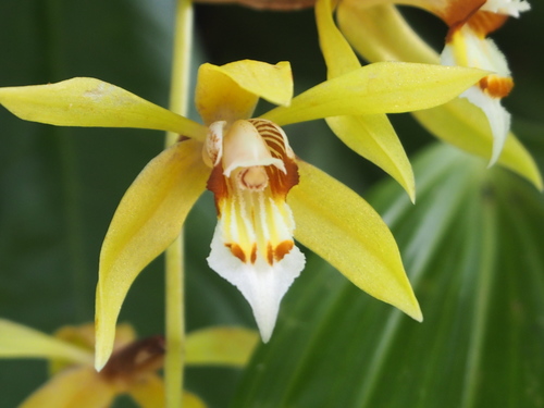 Rochussenii Orchid