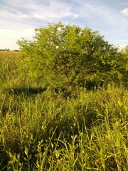 Vachellia aroma
