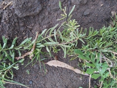 Myoporum parvifolium
